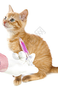 红小猫在兽医诊所买疫苗在白图片