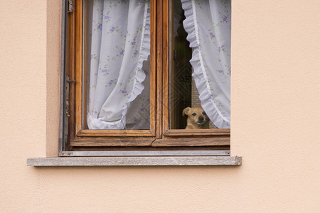 小狗从窗户看着图片