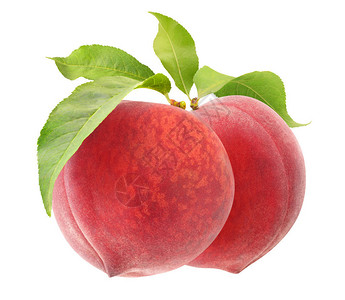 两颗粉红桃果子挂在白背景与剪切路径隔绝背景图片