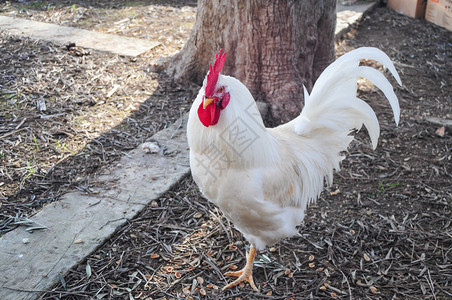 红冠白公鸡背景图片
