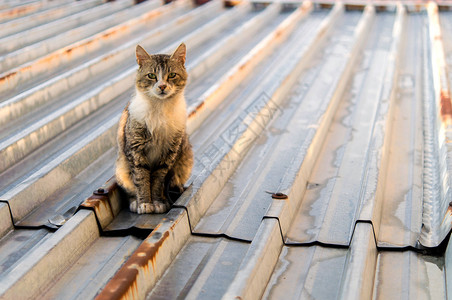 打个盹儿猫在cyti的热铁皮屋顶上背景