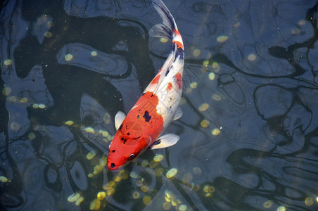 锦鲤来了立体字在日本一座神庙附近的池塘里Koi扔了硬背景