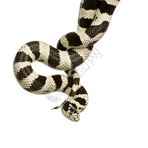 在白色背景前的玉米蛇背景图片