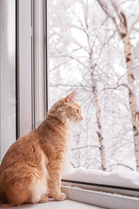 冬天窗台上的猫图片