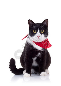 用红色围巾封着猫披图片