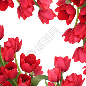 Tulip花朵形成抽象的边框图片