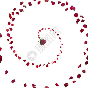 红玫瑰螺旋式螺旋图片