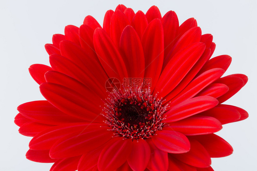 红色非洲菊雏花图片