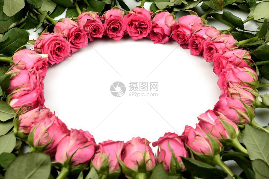 白色背景的粉红玫瑰花边上双圆两圈在一个自由写字的地方中图片