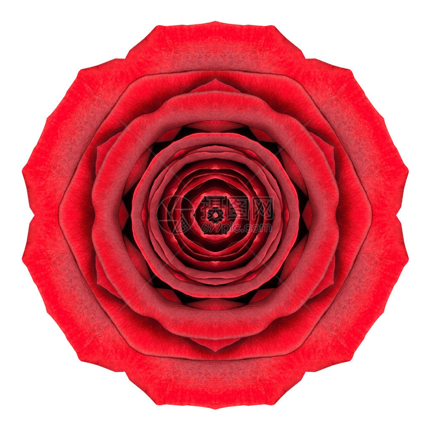 曼达拉红玫瑰花朵Kaleidocope孤图片