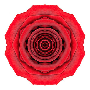 曼达拉红玫瑰花朵Kaleidocope孤图片