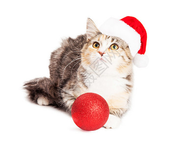 可爱的小印花布品种小猫戴着圣诞老人帽子图片