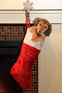 Dachshund小狗穿着圣诞短袜图片