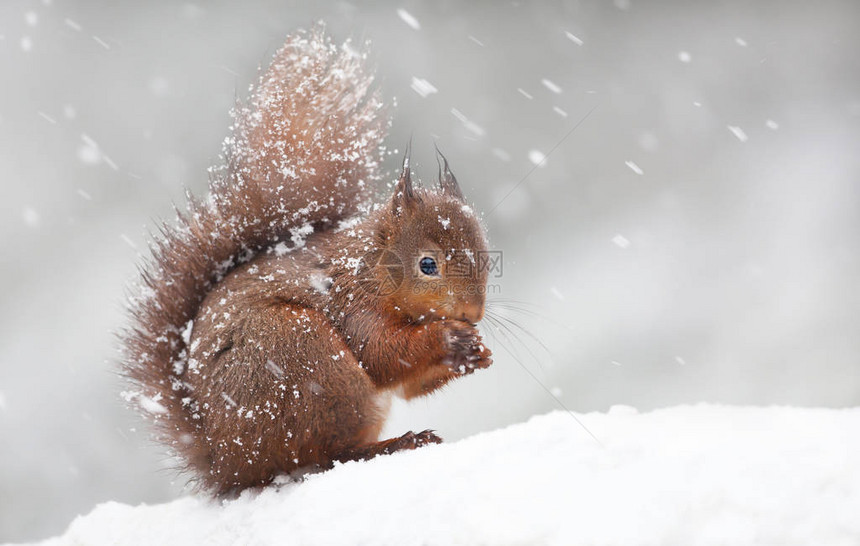 红松鼠坐在雪地上满是雪花英格兰的冬天图片