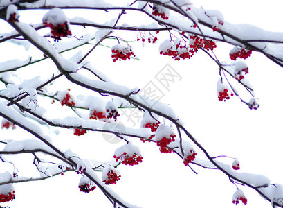 被雪覆盖的红花楸背景图片