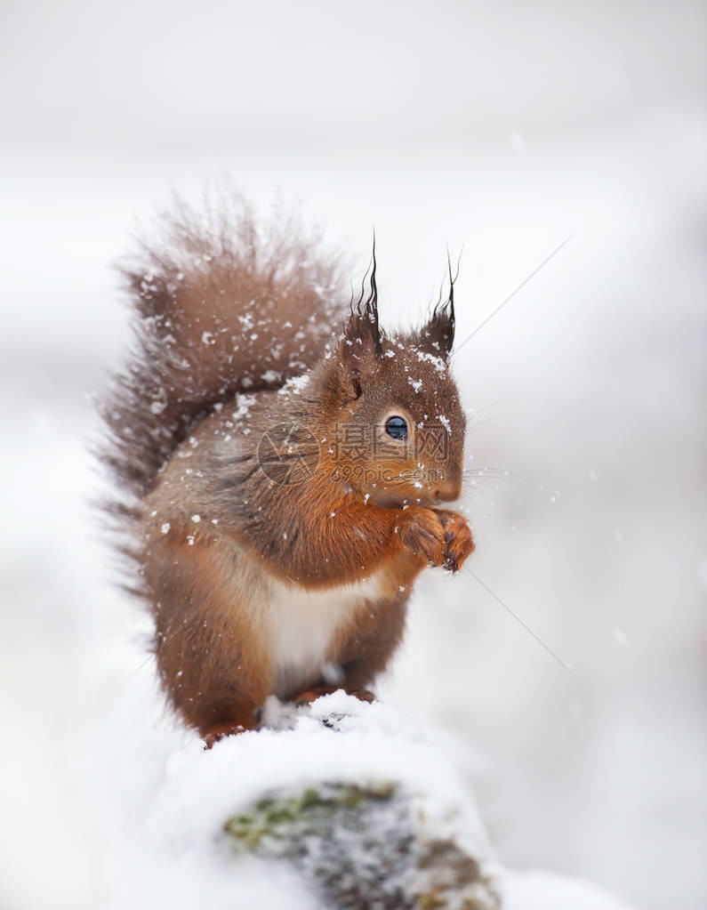 红松鼠坐在雪地上满是雪花英格兰的冬天图片