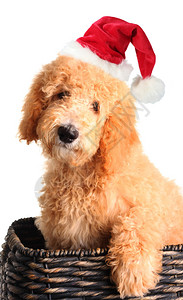 金面小狗穿着圣诞老人的帽子图片