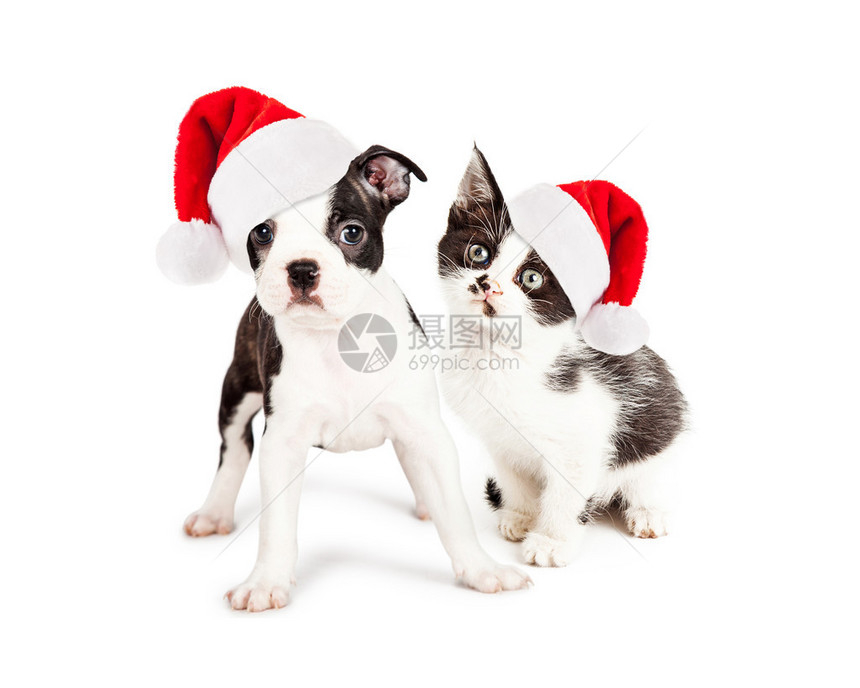 穿着红色圣诞老人帽子的可爱小猫和波士顿泰瑞小狗图片