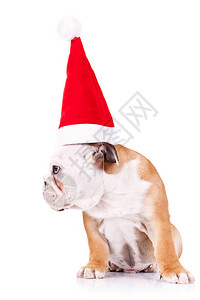 穿着圣诞大帽子的英国可爱斗牛犬在白背景上背景图片