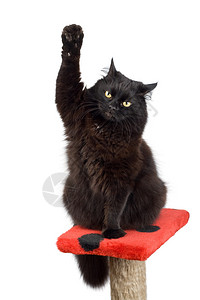 投票黑猫图片
