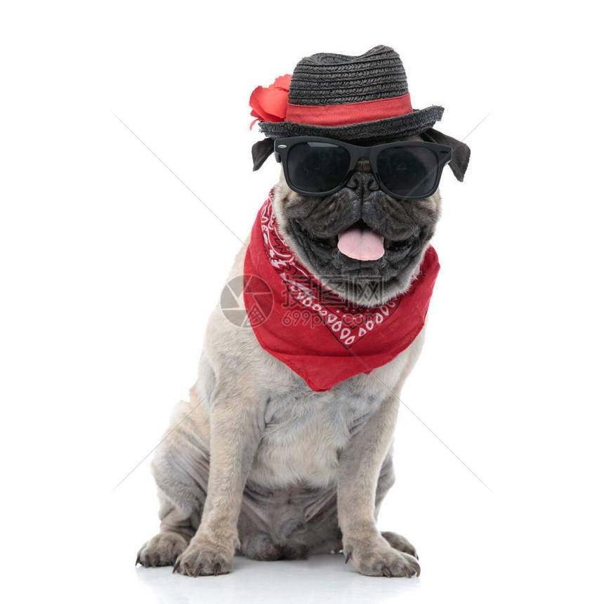 穿着帽子太阳镜和波带的可爱小狗图片