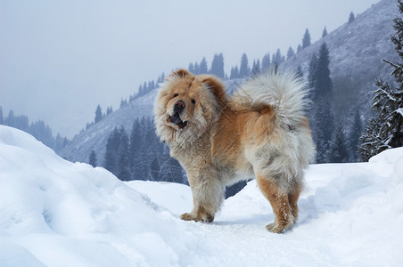 冬山上的松狮犬图片