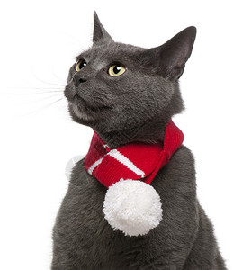 穿着冬围巾的Chartreux猫图片