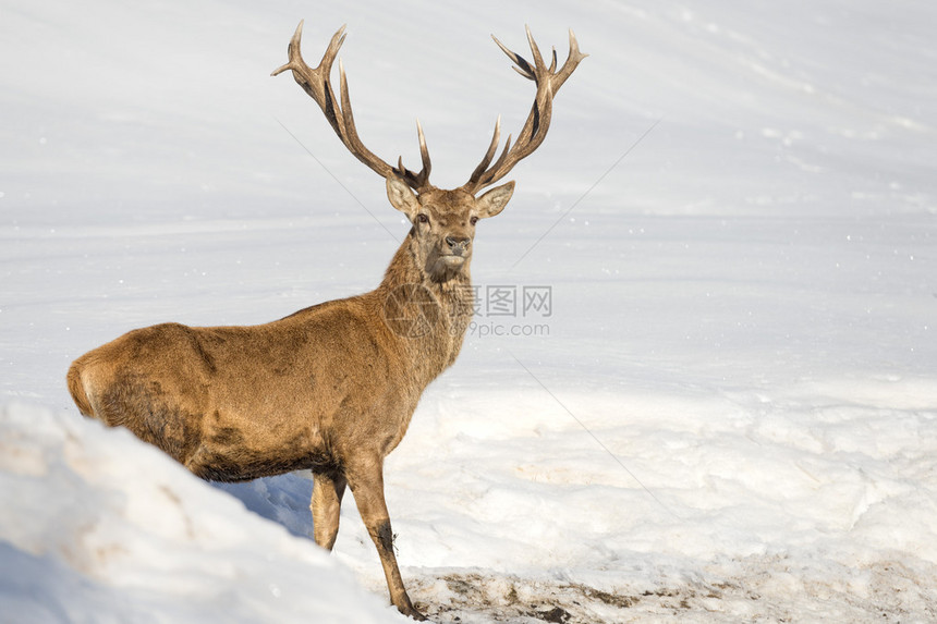 雪背景上的鹿肖像图片