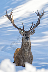 雪上的鹿肖像图片