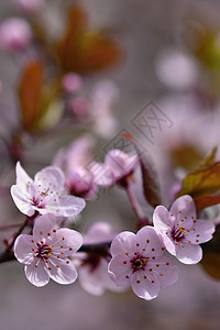 开花树自然背景晴天春天的花朵美丽的果园抽象的模图片