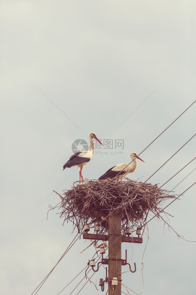 鹳鸟在电线上筑巢图片