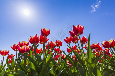 春时荷兰花田荷兰的荷兰红白火热郁金香图片