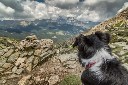 一只红白相间的边境牧羊犬的后脑勺望着科西嘉山脉图片