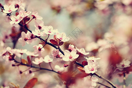 美丽开花的日本樱花季节背景户外自然模糊背景与开花树在春天阳图片