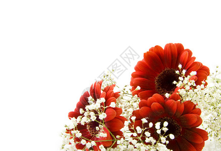 白色背景上的红色和白色小花图片