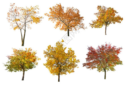 一组六棵金秋树在白图片