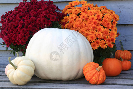 节感恩节和收获庆典大白南瓜橙色和白色南瓜和橙色红色秋花图片