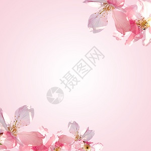 背景使用的樱花图片
