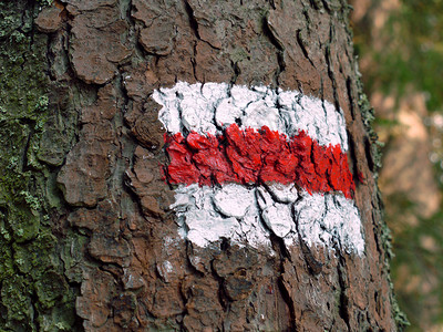 树皮涂上白色和红色图片