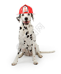 一只可爱的斑点狗穿着红色消防员帽子坐在白图片