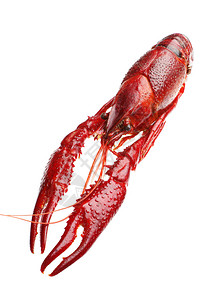 在白色背景隔绝的红色煮小龙虾图片