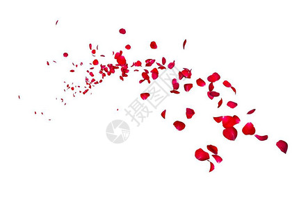 深红玫瑰的花瓣飞向远方白孤图片