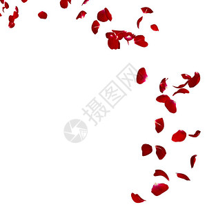 深红玫瑰的花瓣飞向远方白孤背景图片