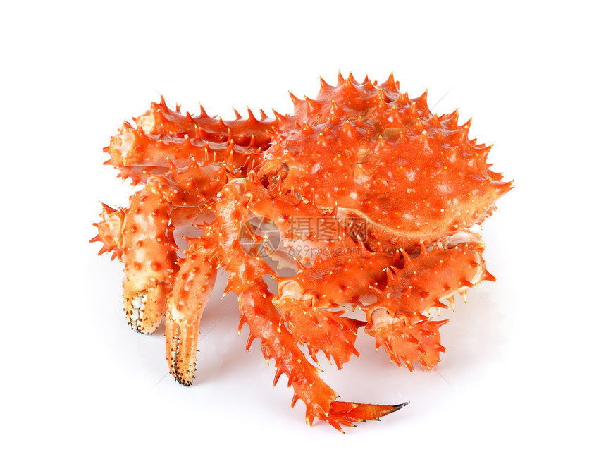 阿拉斯加王蟹孤图片