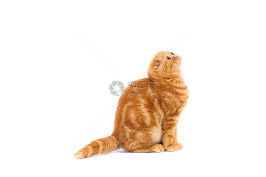 苏格兰用短发条纹着短发的红色小猫图片