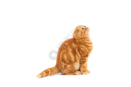 苏格兰用短发条纹着短发的红色小猫图片
