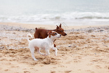 JackRussellTerrier小狗和迷你皮条客图片