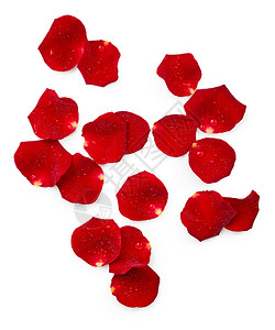 一组玫瑰花瓣与白色背景上的水滴背景图片