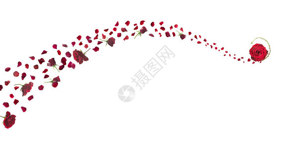 红玫瑰和花瓣的滚状微风图片