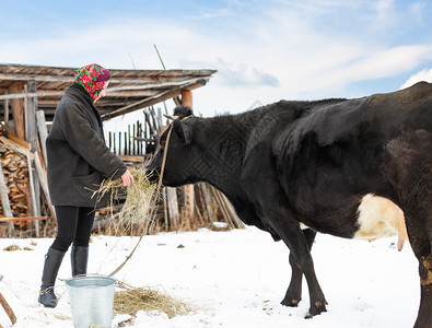 穿着冬衣喂奶牛的女农夫图片